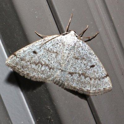 6668, Gray Spring Moth