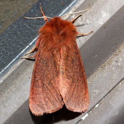 8158, Phragmatobia lineata, Large Ruby Tiger Moth