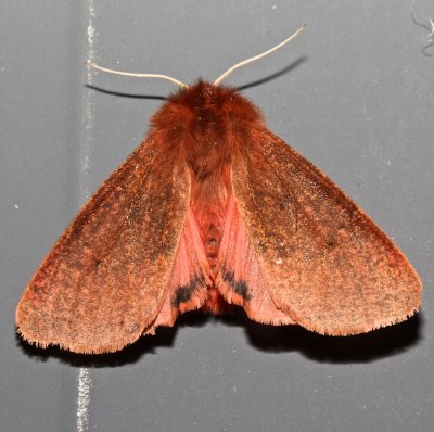 8158, Phragmatobia lineata, Large Ruby Tiger Moth 