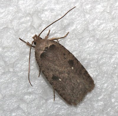 0878, Agonopterix canadensis