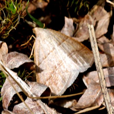 small tan moth in field