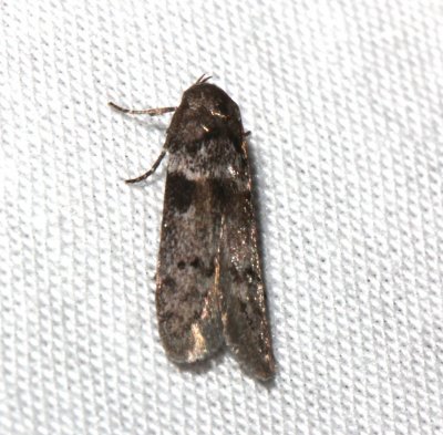 1162, Blastobasis glandulella, Acorn Moth