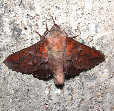 7687, Lappet Moth, open
