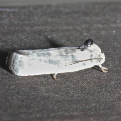 1014, Anteotricha leuciliana, Pale Gray Bird-dropping Moth