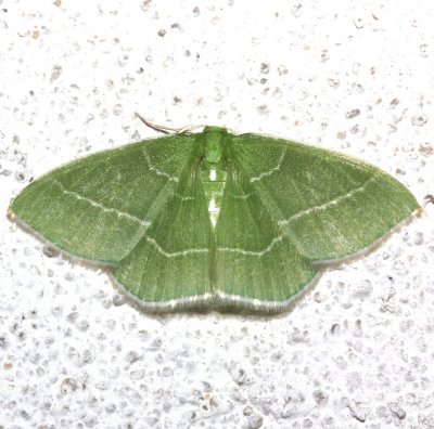7048, Nemoria mimosaria, White-fringed Emerald