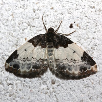 7307, Mesoleuca ruficillata, White-ribboned Carpet Moth