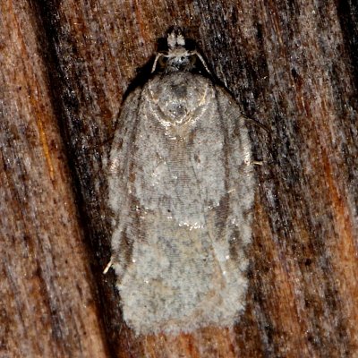 3540, Acleris logiana, Black-headed Birch Leafroller