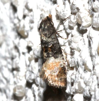 3778, Cochylis nana, Broad-patched Cochylid
