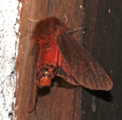 8156, Ruby Tiger Moth