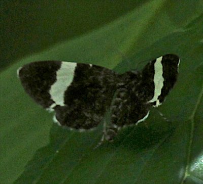 7430, White-striped Black dorsal
