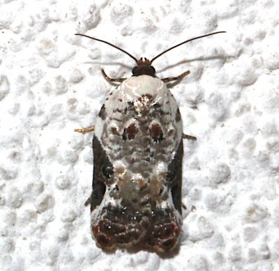 Snowy-shouldered Acleris
