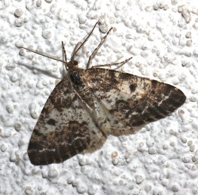 6638, Euphadonia notataria, Powder Moth
