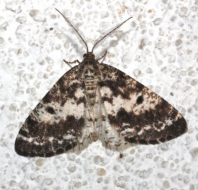 6638, Powder Moth