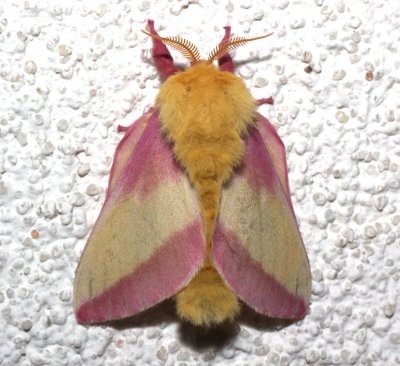 7715, Dryocampa rubicunda, Rosy Maple Moth