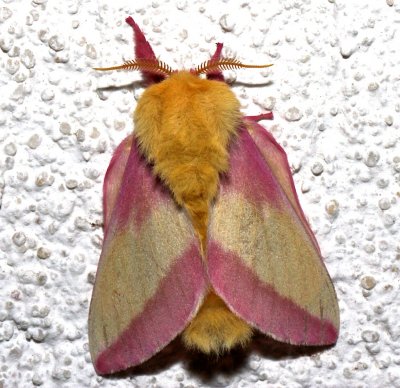 7715, Rosy Maple Moth h