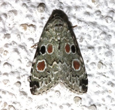 9050, Maliattha concinnimacula, Red-spotted Glyph