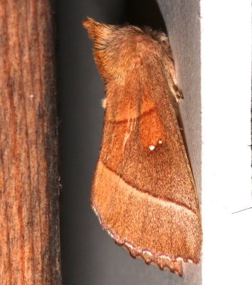 7915, White-dotted Prominent