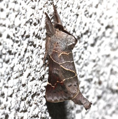 7901, Clostera apicalis, Apical Prominent