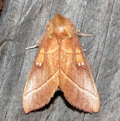 7915, White-dotted Prominent dorsal