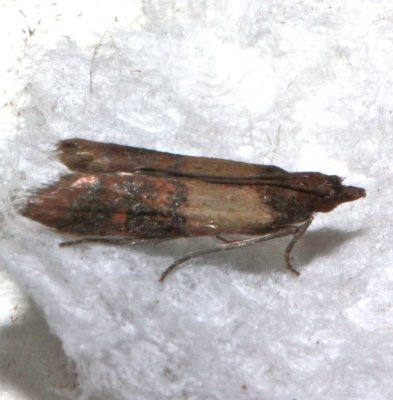 6019, Plodia interpunctella, Indian Meal Moth