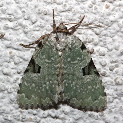 9065, Leuconycta diphteroides, Green Leuconycta