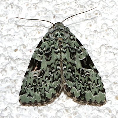 9065, Green  Leuconycta