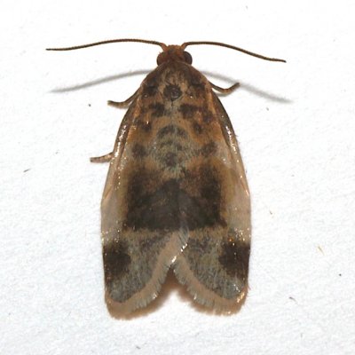 3686, Clepsis melaleucana, Black-patched Clepsis