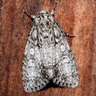 9212, Acronicta grisea, Gray Dagger