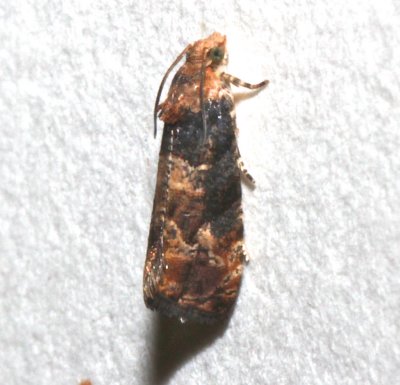 2720, Paralobesia palliolana