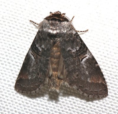 7921, Chocolate Prominent