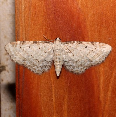 7533, Eupithecia cretaceata