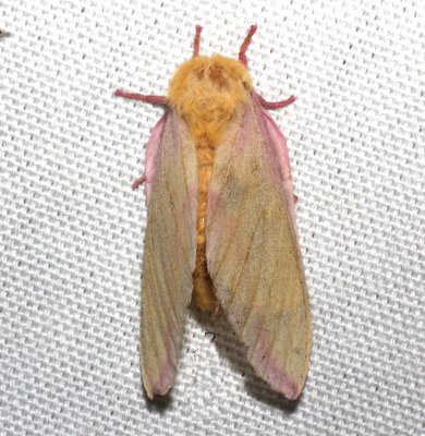 7715, Rosy Maple Moth
