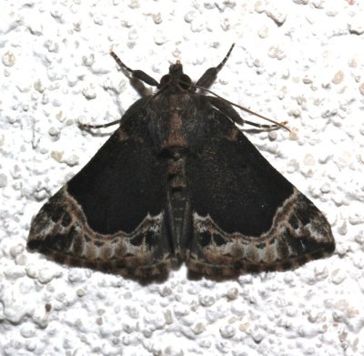 8445, Hypena abalienalis, White-lined Snout
