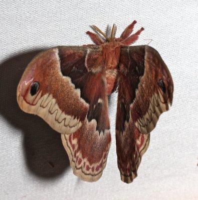 7764, Promethea Moth,dorsal