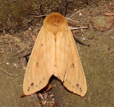 8129, Pyrrharctia isabella, Isabella Tiger Moth