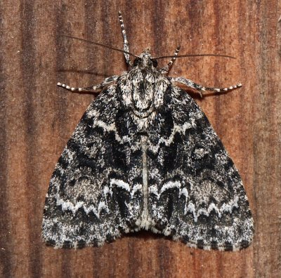 9241, Acronicta fragilis, Fragile Dagger