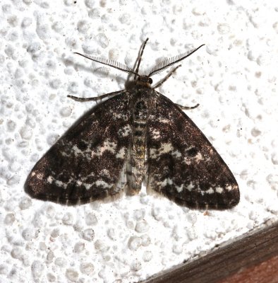 6639, Euphidonia discopilata, Sharp-lined Powder Moth