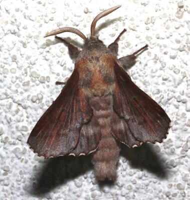 7687, Lappet Moth, dorsal