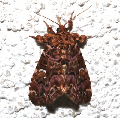 9631, Callopistria mollissima, Pink Shaded Fern Moth