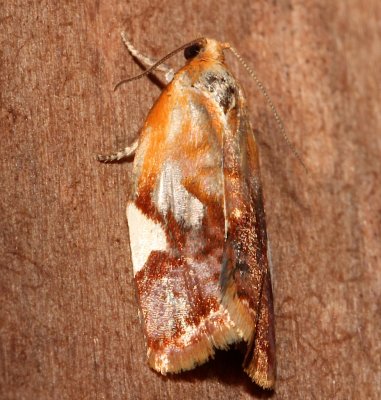 White-triangle Clepsis