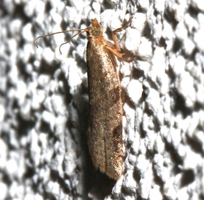 Oblique-banded Leafroller