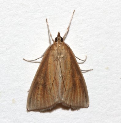 4937, Nascia acutella, Streaked Orange Moth