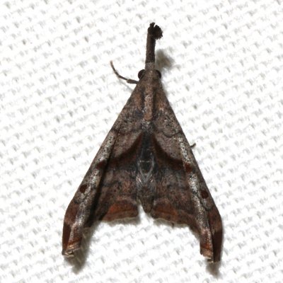 8397, Palthis angulalis, Dark-spotted Palthis