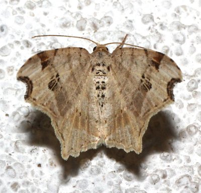 6331, Macaria promiscuata, Promiscuous Angle