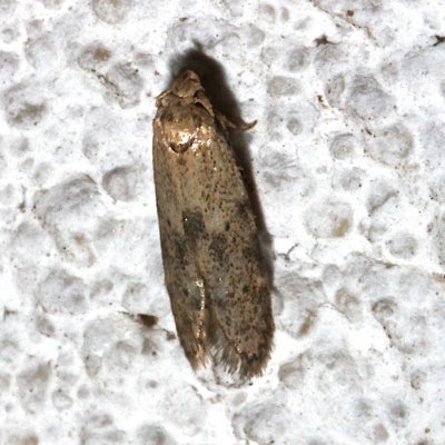 Blastobasis sp dorsal