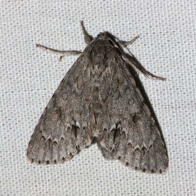 9257, Acronicta  impleta, Yellow-haired Dagger