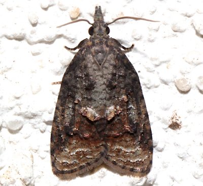 3740, Platynota idaeusalis, Tufted Apple Bud Moth