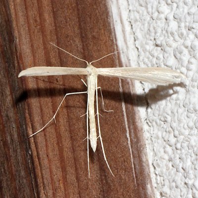 6203, Helensia homodactylus, Plume Moth