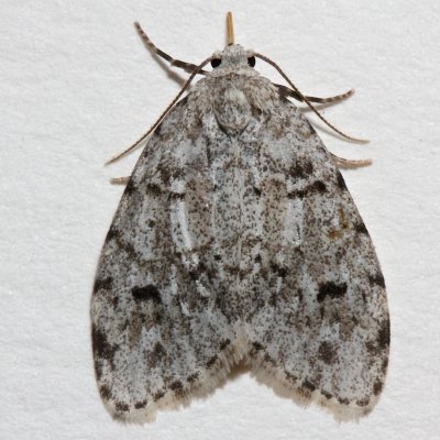 8098, Clemensia albata, Little White Lichen Moth