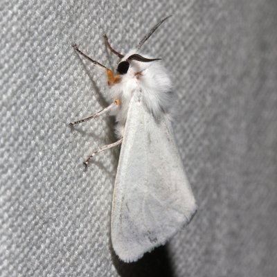 8134, Spilasoma congrua, Agreeable Tiger Moth